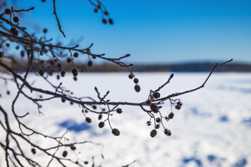 Fototapeta na wymiar Alder tree branches in winter. Close-up