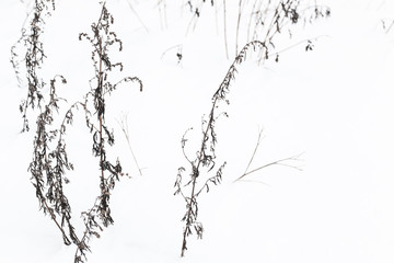 Dry coastal flowers in white snow