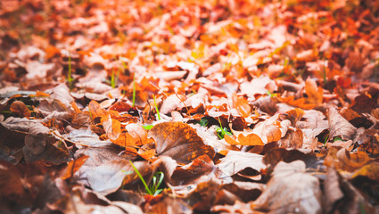 Fallen red leaves lay over ground in park