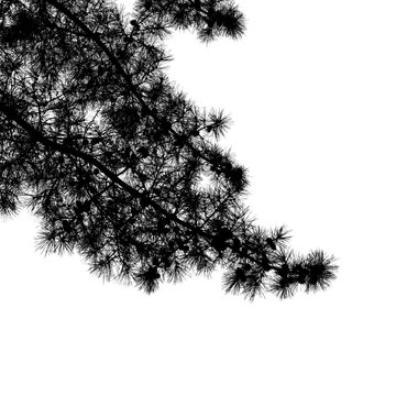 Pine tree branches isolated on white