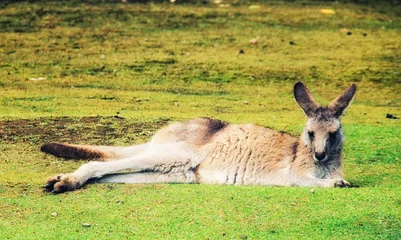 Crédence de cuisine en verre imprimé Kangourou Adult kangaroo