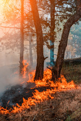 Forest fire. fallen tree is burned to the ground a lot of smoke when wildfire