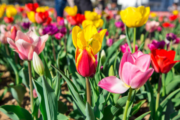 Multicolored meadow of Tulips
