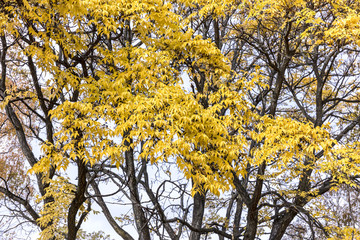 park in autumn. tree branches with yellow dry leaves against sky background