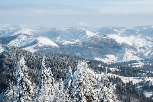 Fototapeta Snow-covered firs on the background of mountains
