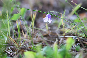 Purple bell on the nature