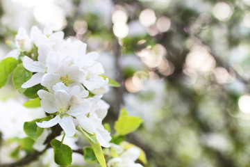 Obraz na płótnie Canvas early spring flowering apple tree with bright white flowers