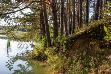 Pines on the shore of the pond. Kaluzhskiy region, Russia