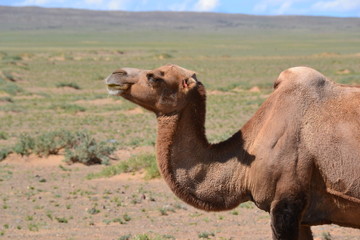 camel mongol