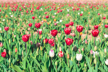 Meadow of Red Tulips