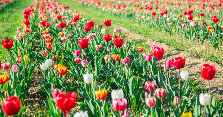 Red Tulips in a  field row
