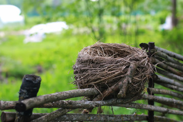 bird nest in nature