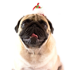 Fototapeta premium Dog pug with christmas hat on the white ground. Isolated