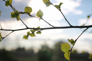 fresh spring leaves on a tree