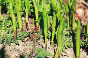 spring grass and flower in a field