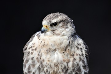 Sakerfalke