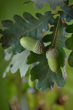 green acorns with oak leaves on branches close up in front of blurry other leaves at the oak tree