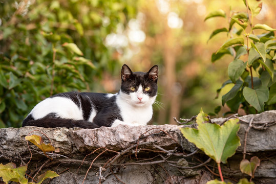 Domestic black and white cat in the autumn garden