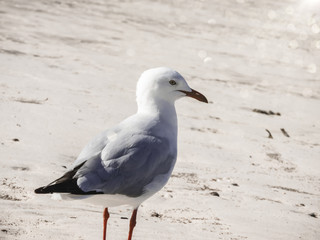 seagull