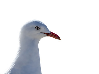 seagull isolated on white background