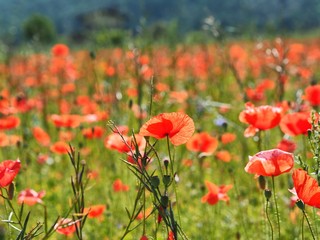 Flowering poppy field in Umbria region in Italy