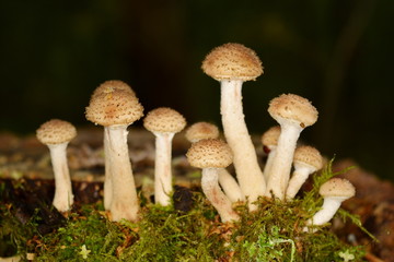 Mushrooms Honey agaric in green moss close-up