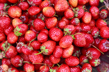 background from freshly harvested strawberries. Top view. Food background