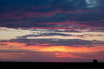 Romantic sunset with black grass silhouette