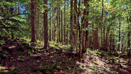 A path leads upwards between the trees of a forest located in the Swiss Jura mountains. The forest is lush green and moss and sticks and trees cover the forest floor.