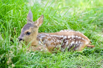 A small cub spotted deer