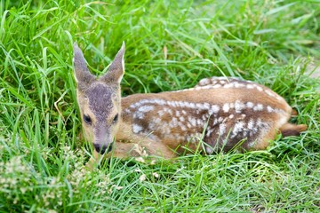 A small cub spotted deer