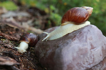 Large African snail for cosmetology