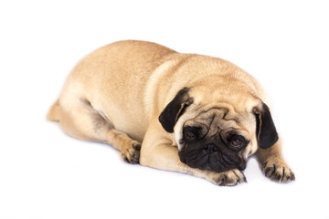A lying pug dog looking sad. Isolated.