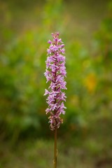 Closeup of Fragrant orchid (Gymnadenia conopsea ssp. densiflora