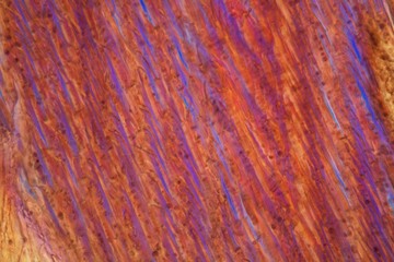 Red wine under a microscope, Pinot Noir Precoce.