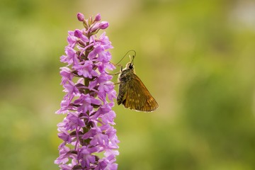 Closeup of Fragrant orchid (Gymnadenia conopsea ssp. densiflora