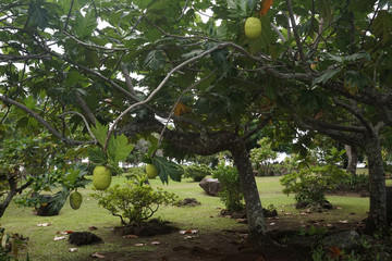 bread tree fruit in polynesia