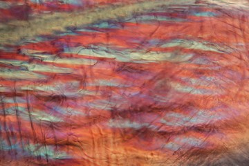 Red wine under a microscope, Pinot Noir Precoce.