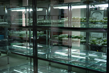 tissue culture technology in laboratory. plant cell grow on nutrient medium