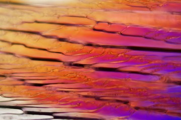 Red wine under a microscope, Zinfandel