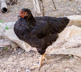 Black Chicken Looking Carefully on the farm