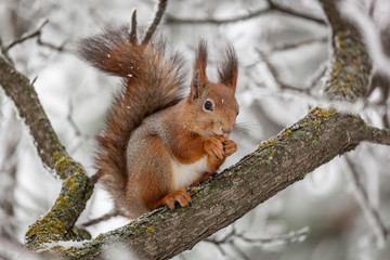 Naklejka na ściany i meble beautiful winter squirrel on a tree. protein takes nuts from people.