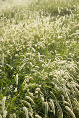 close up of grass in the backlight