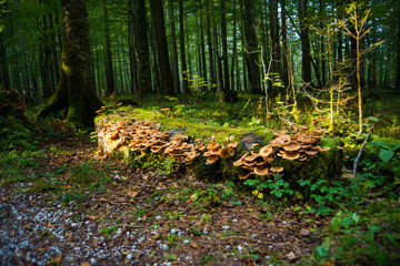 Fallen tree trunk covered with mushrooms and moss in a forest