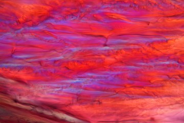 Red wine under a microscope, Tempranillo.