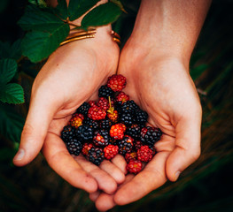 A handful of wild berries