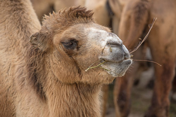 Fototapeta premium Close up of a funny camel face