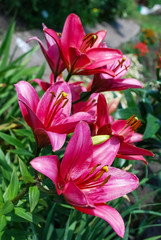 Pink lily flowers blooming in the garden