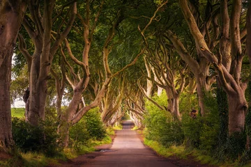 Die Dark Hedges in Nordirland bei Sonnenuntergang © Nick Fox