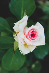White and pink rose blooms in the garden